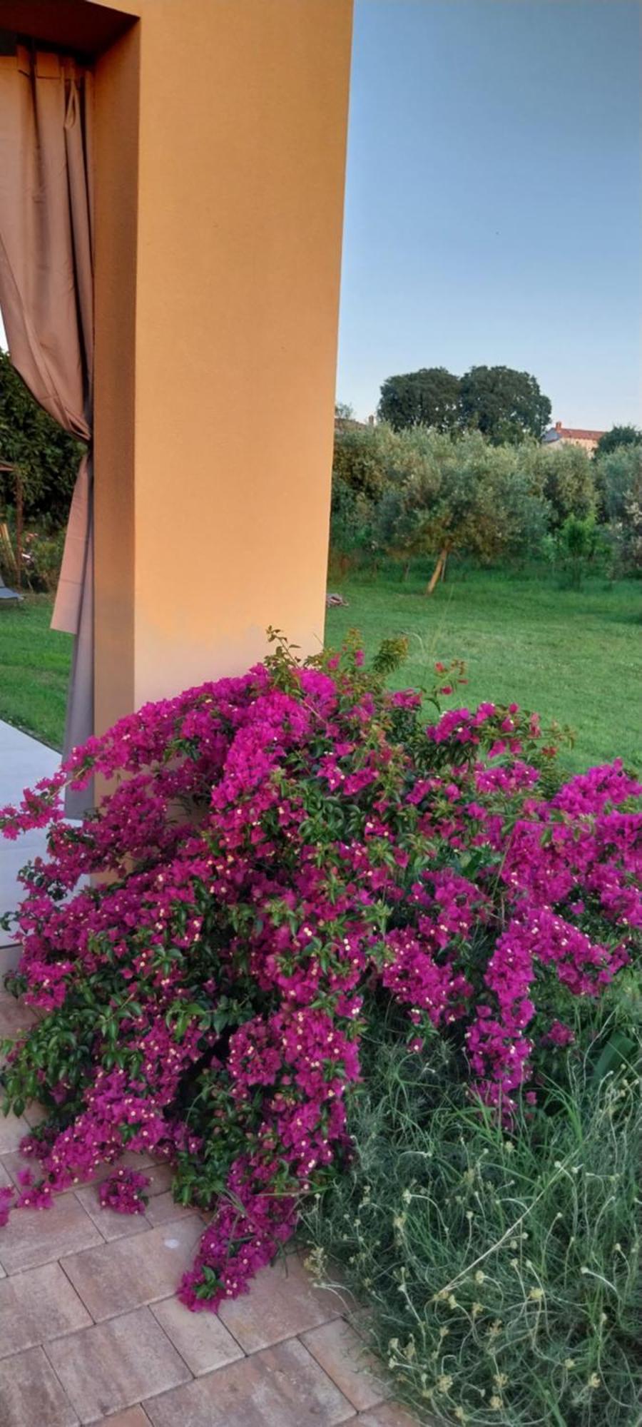 Vila Dubravka - Schoen Und Komfortabel Inmitten Von Olivenbaeumen Und Weinbergen Mit Whirlpool Valtura Exterior foto